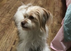 Experience sharing: Experience in caring for dog gastrointestinal discomfort