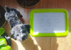 4 steps to teach dogs to defecate and defecate at the same time!