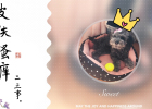Dogs get skin diseases, which are troublesome, and prevention in advance is important 