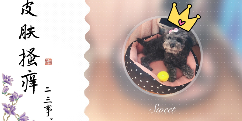 Dogs get skin diseases, which are troublesome, and prevention in advance is important 