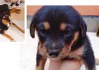 Xiaohua's dog food path, imported or domestically produced?