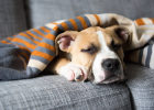 It's not yet the New Year, why do dogs "kneel down and pray"?