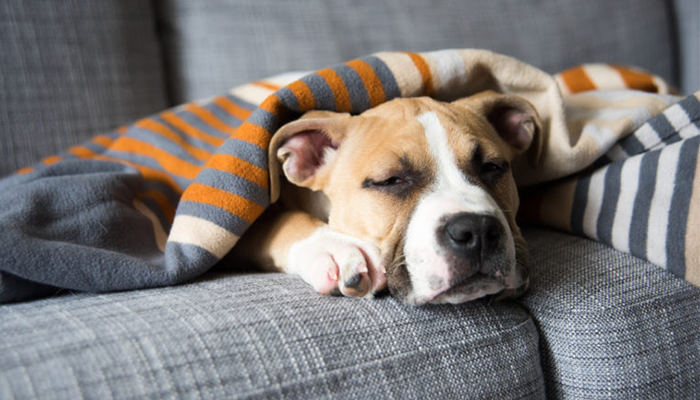 It's not yet the New Year, why do dogs "kneel down and pray"?