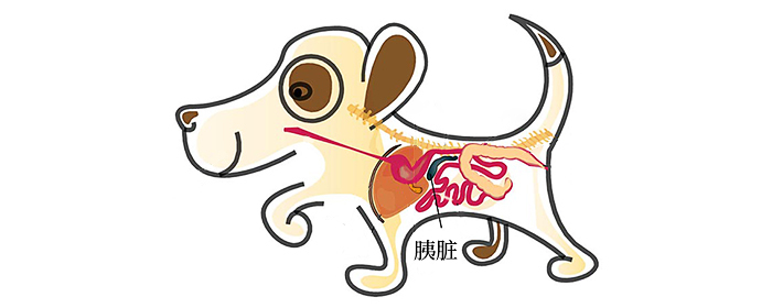 Pancreatic strike! The dog is in critical condition!