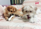 Experience sharing: Preparation and postoperative care for dog neutering
