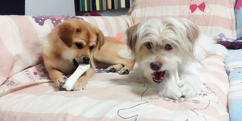 Experience sharing: Preparation and postoperative care for dog neutering