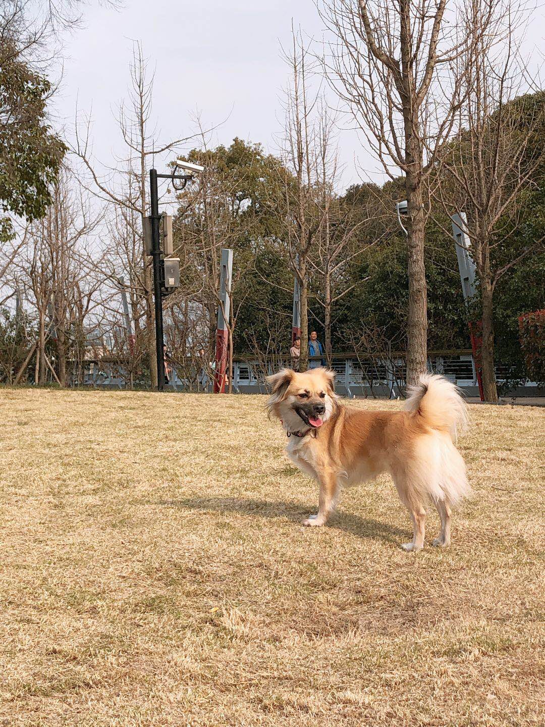 图片1