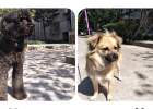 When it comes to dog deworming, deworming products and experience sharing