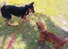Say goodbye to social barriers and don't be a lone dog. Share experience