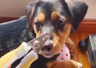 {Experience Sharing}--Let dogs fall in love with nail cutting