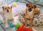 Experience sharing: Immunization of puppies