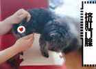 Gray poodle's growth diary: squeezing anal glands