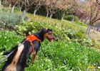 36 Tips for Dog Hair Beauty: Food Supplement? Combing? Super detailed guide!