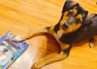 {Experience Sharing}--The secret to correcting dog Xiaohua's picky eater