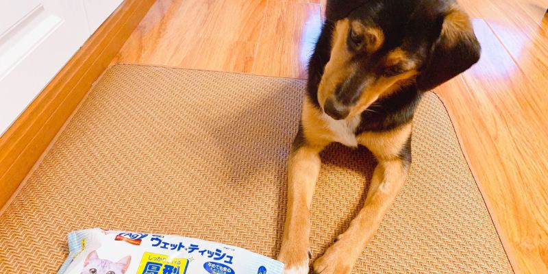 Foot cleaning for big dogs