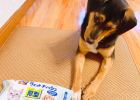 Foot cleaning for big dogs