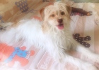 Experience sharing: Doubts about pet cage training
