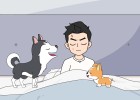How to establish owner authority in front of dogs?