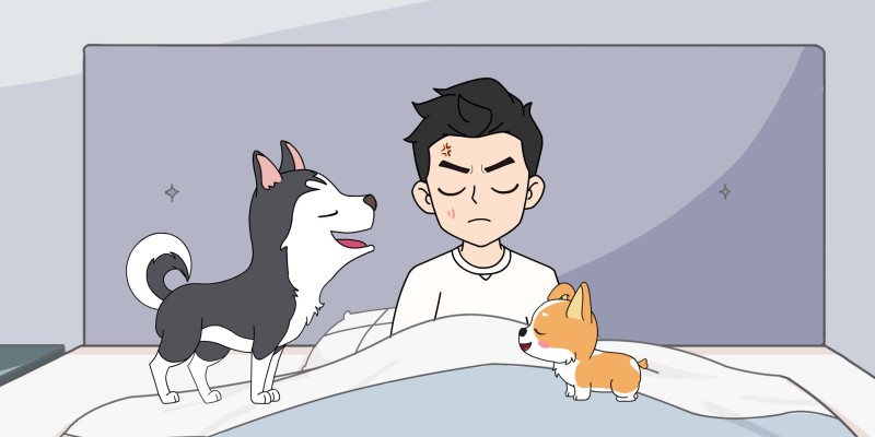 How to establish owner authority in front of dogs?
