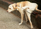 Fatal disease: renal failure in dogs, acute or chronic? Pay attention to differentiated treatment!