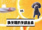 Have you ignored dog gum bleeding? May be a precursor to periodontal disease!