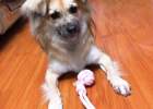 You can also play with dogs at home ~ I recommend you the "knot toy" necessary for poop shovels