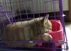 Disclosure: What routines do dog dealers use when selling "Dog of the Week"?