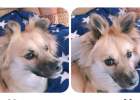 Don't panic when you have ear mites. The measures from prevention to treatment are super detailed