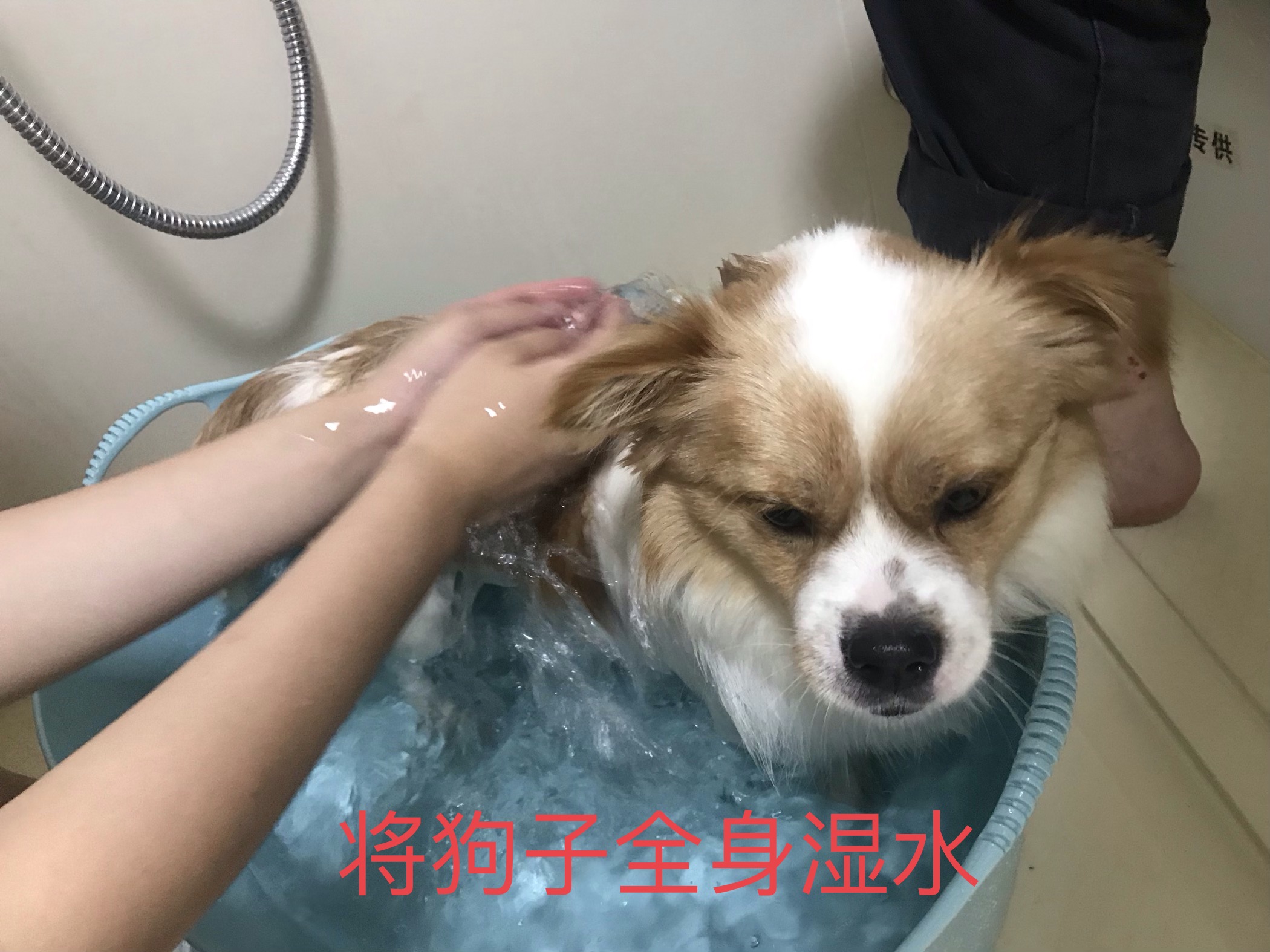 图片1