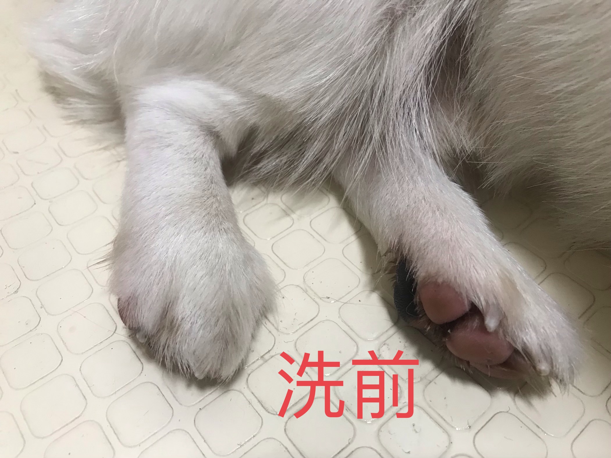 图片1