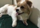 American KONG bathing and massage soft brush-making dogs cleaner and more worry-free for owners