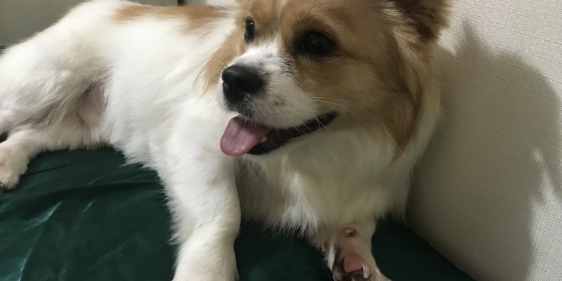 American KONG bathing and massage soft brush-making dogs cleaner and more worry-free for owners