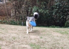 Don't step in the pit when buying toys! These 3 ways to help you choose the right toy for your dog ~