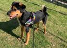 How to correct dog rushing behavior? Senior pet friends will advise you