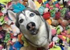 [How to get dogs to take medicine obediently] The medicine cannot be stopped! Did he take his medicine today?