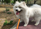 How to choose dog food if you have a dog with a weak stomach?
