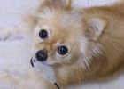 Dog sterilization experience