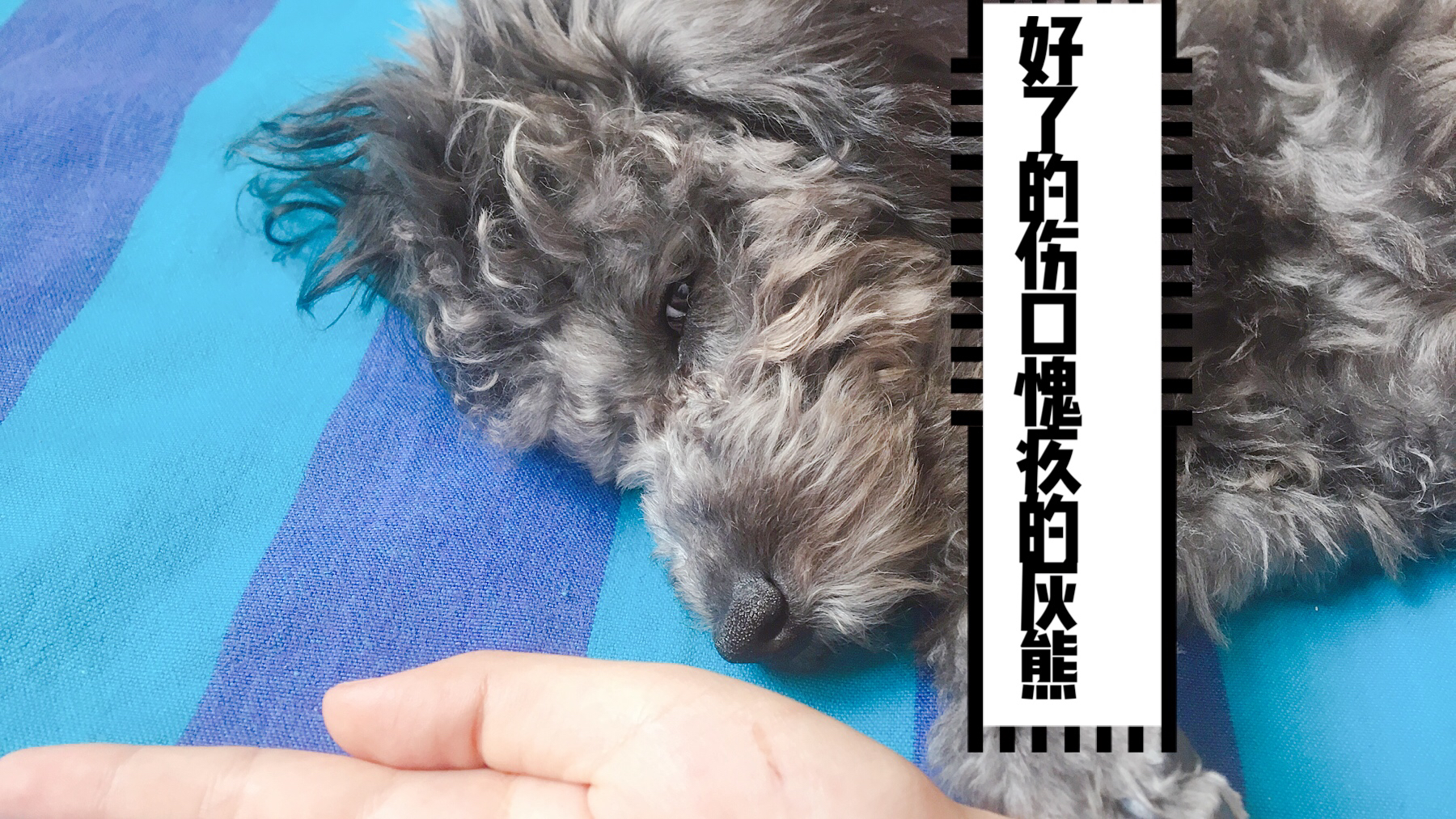 图片1