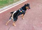 What should I do if dogs don't like to take a bath? -- You need to master these tricks!