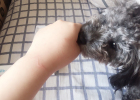 If you are bitten by a dog, how to deal with the wound? Do you need to fight rabies?