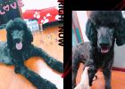 [Blood and Tears Experience] After the extremely expensive dog Big Audi shaved the VIP feet