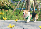 The dog coughs frequently, and it's a cold if he went to the doctor for examination! This is the right treatment