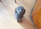 Don't panic when a dog changes his teeth, these methods can help him get through it.