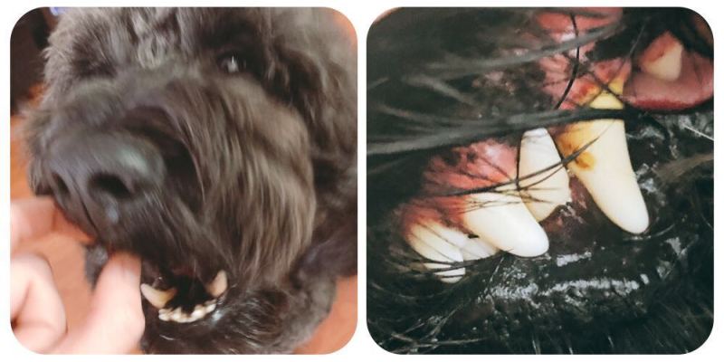 [Experience in pet raising] Big yellow teeth and bad breath that plague Audi