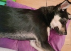 How to solve the problem of dogs barking at night