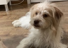 [Experience Sharing] Dog cage training