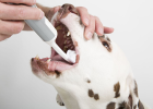 Does dog calculus only harm teeth? There is also kidney disease and liver disease!