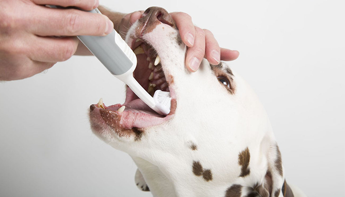 Does dog calculus only harm teeth? There is also kidney disease and liver disease!