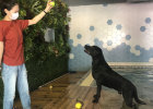 Labrador's weight loss strategy, keep your mouth shut and take your legs open!