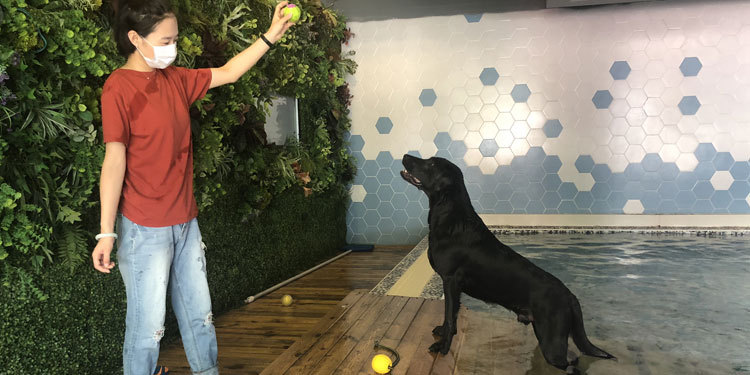 Labrador's weight loss strategy, keep your mouth shut and take your legs open!